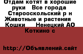 Отдам котят в хорошие руки - Все города, Старооскольский р-н Животные и растения » Кошки   . Ненецкий АО,Коткино с.